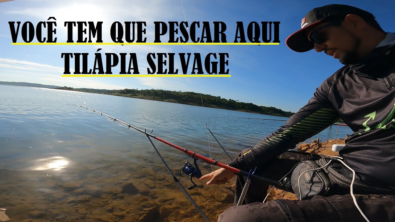 CANTO DAS TILAPIAS SELVAGEM! Pescaria de Barranco em Cascalho Rico!