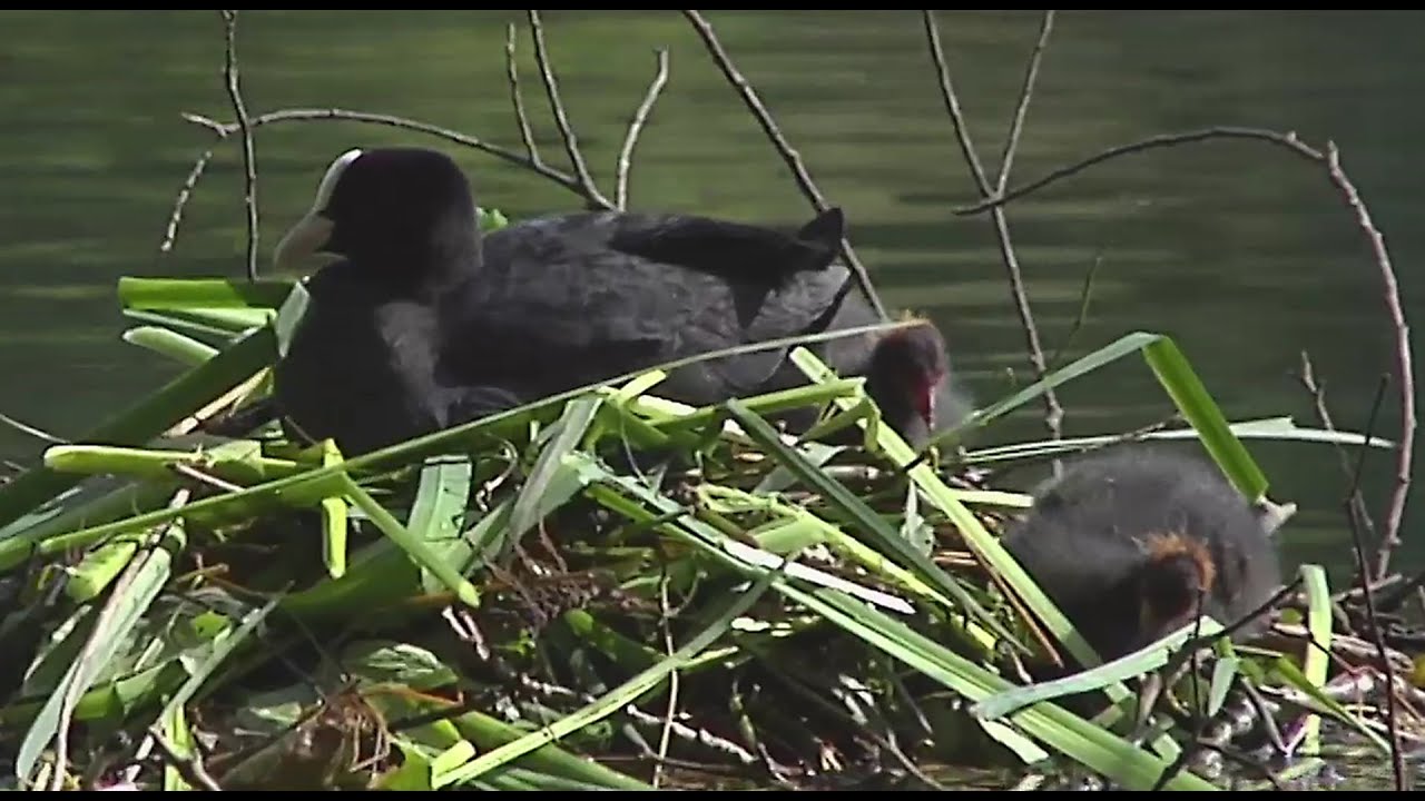 oiseau Rallidé: foulque Macroule