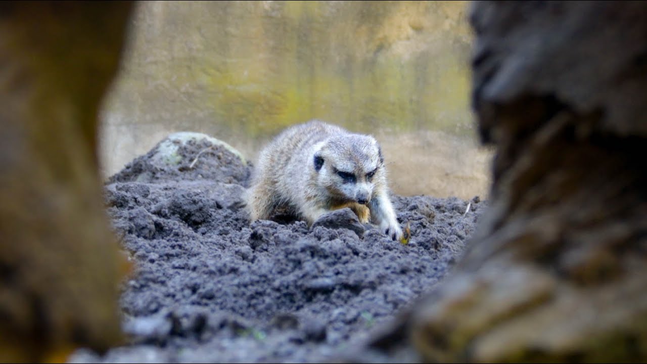 All About Animal Enrichment