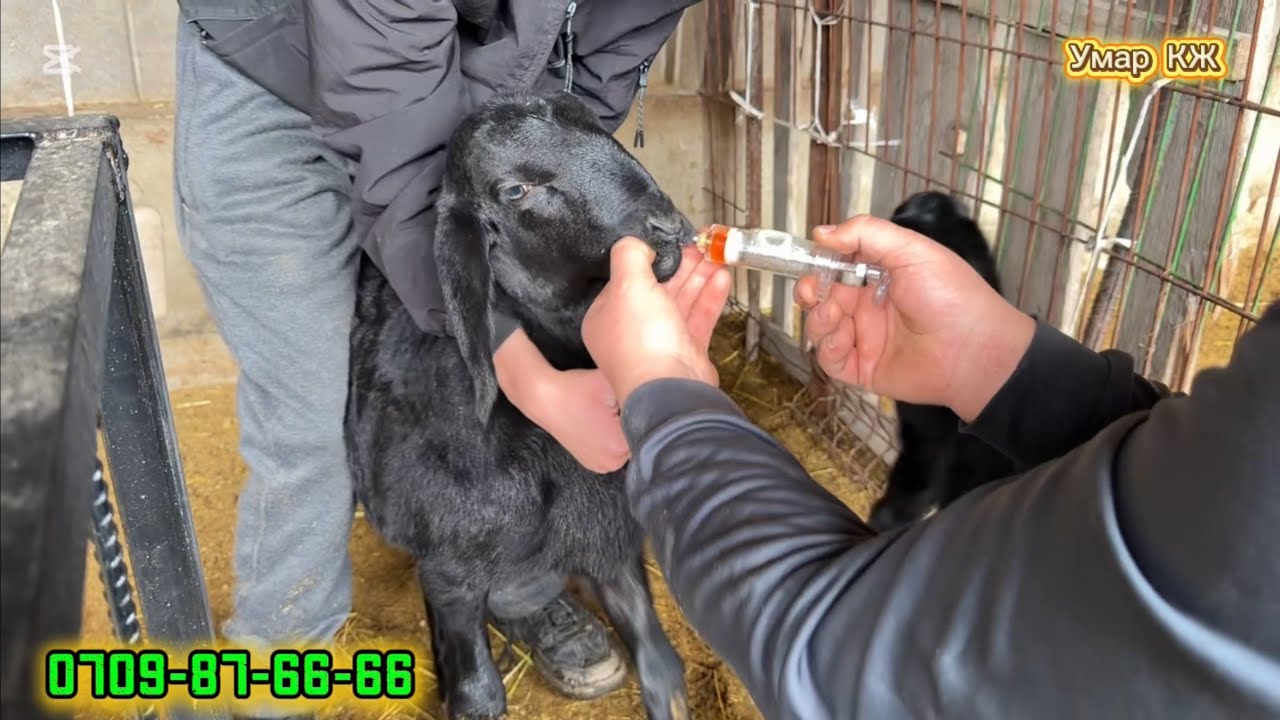 Козуларга Балыктын Майын берип Баштадык🔥🔥🔥🔥