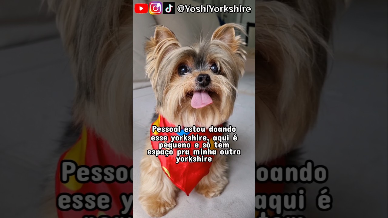 Cachorro yorkshire para ADOÇÃO