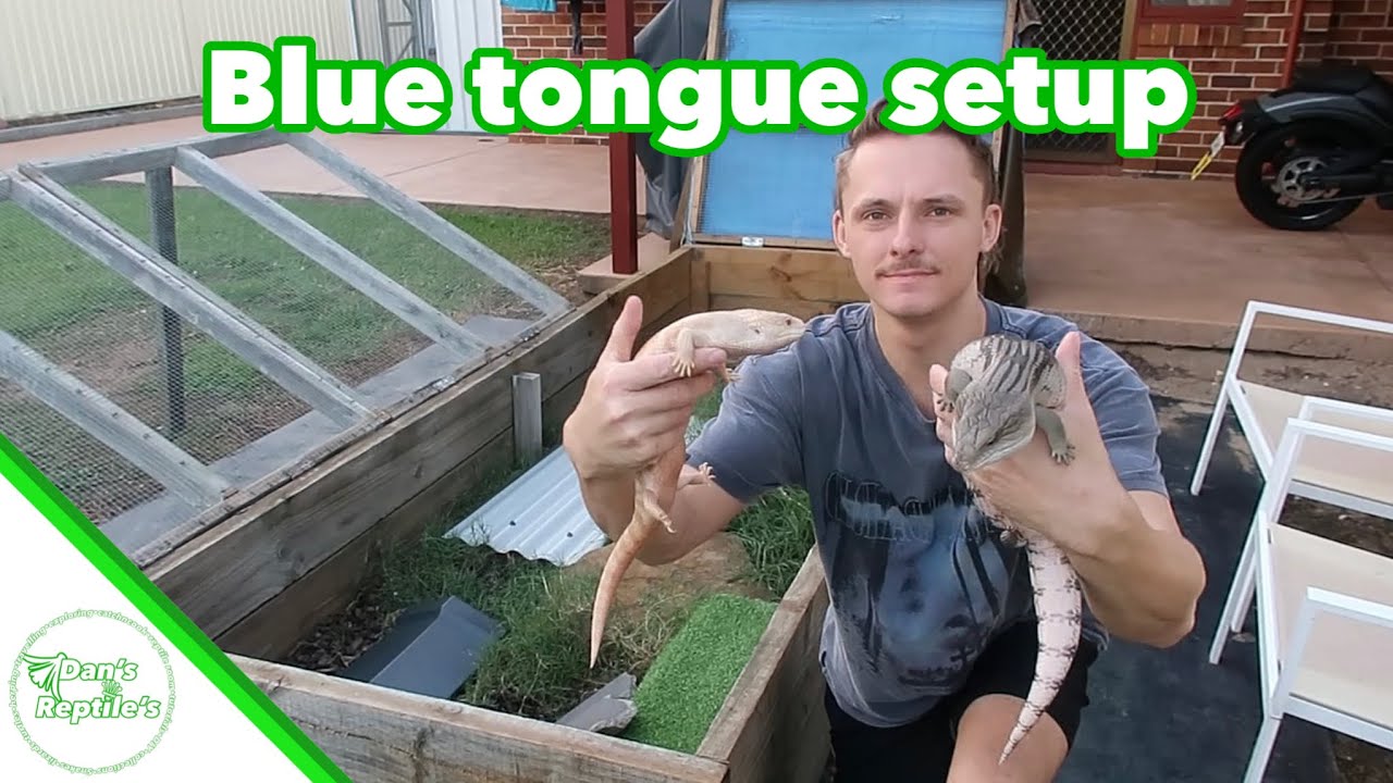 How To Setup A Blue tongue Skink Enclosure