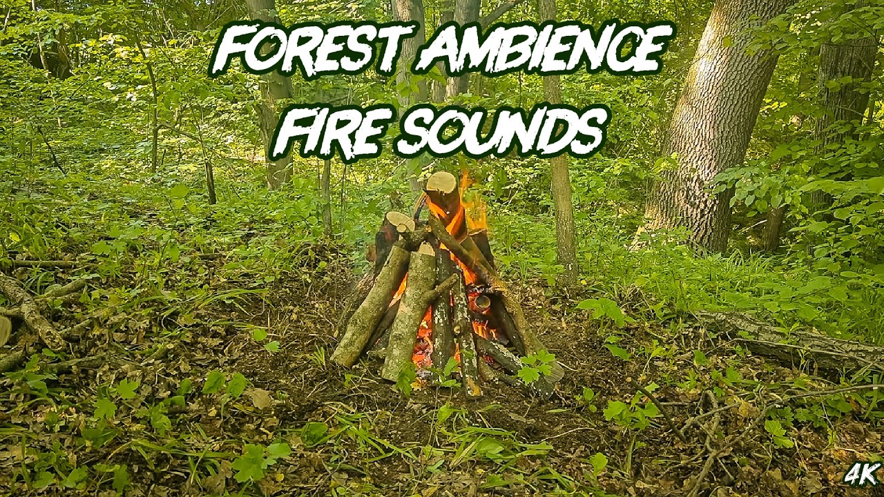 Forest Campfire Ambience 🔥 Relaxing Fire Sounds, Birds & Nature for Sleep and Relaxation 4K