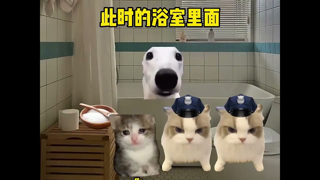 Latest Cat Meme 