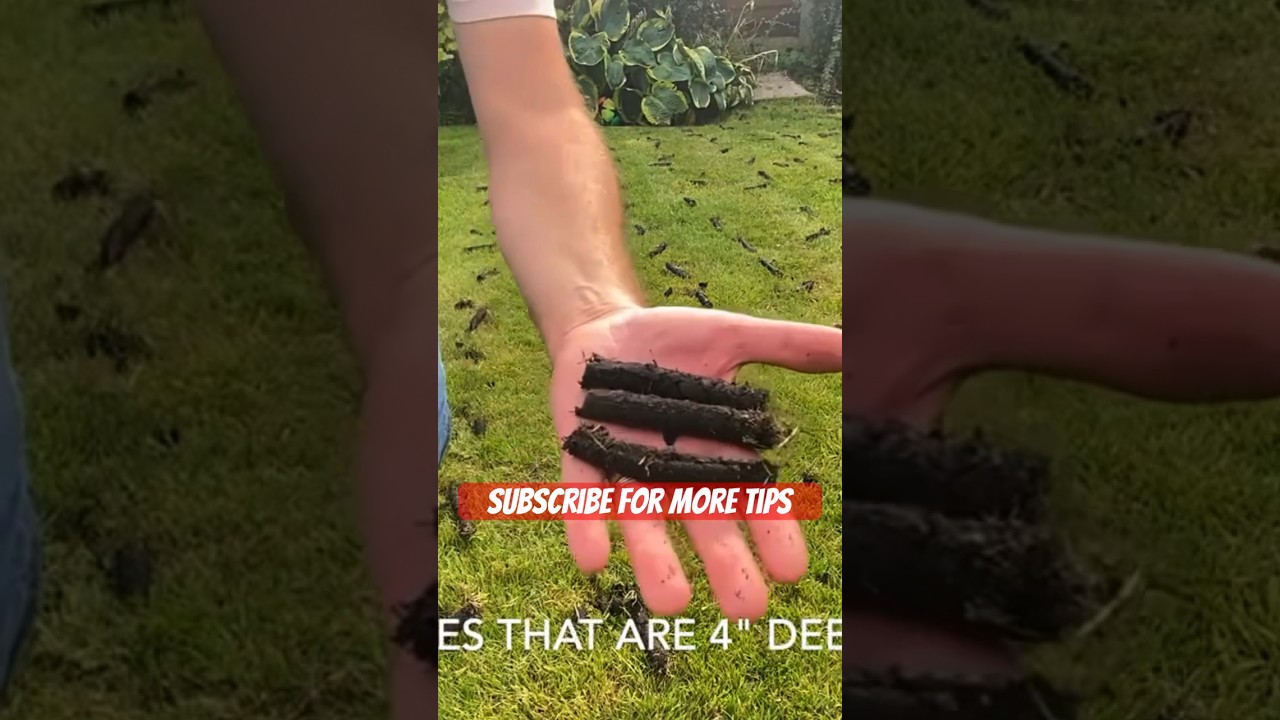 Core Lawn Aeration - Do This NOW!