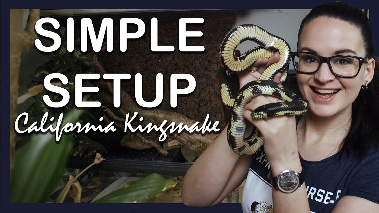 SIMPLE SETUP: CALIFORNIA KINGSNAKE