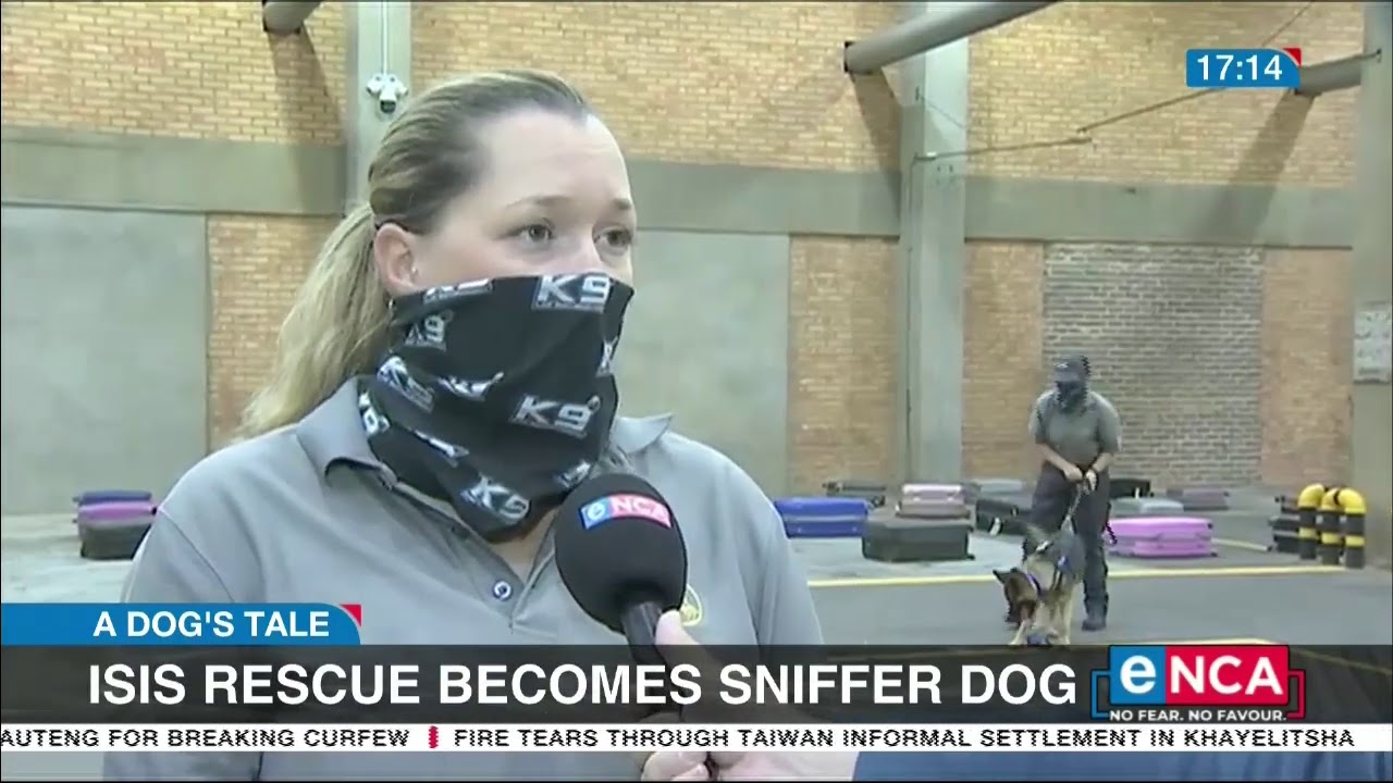 A dog's tale | ISIS rescue becomes sniffer dog