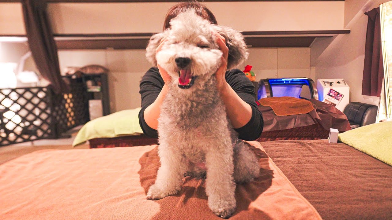 🐶 犬用マッサージを受けてトロけちゃったトイプードルの反応が可愛いすぎたwww【犬用マッサージ講座】