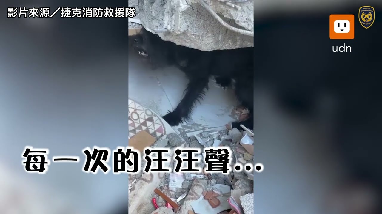 充滿希望的汪汪聲！捷克搜救犬穿梭瓦礫堆 成功找出受困者︱土耳其地震