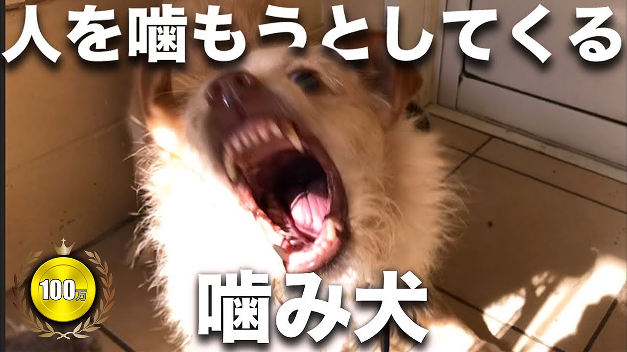 【噛犬】攻撃的になることで自分を守ってきた野犬の生涯