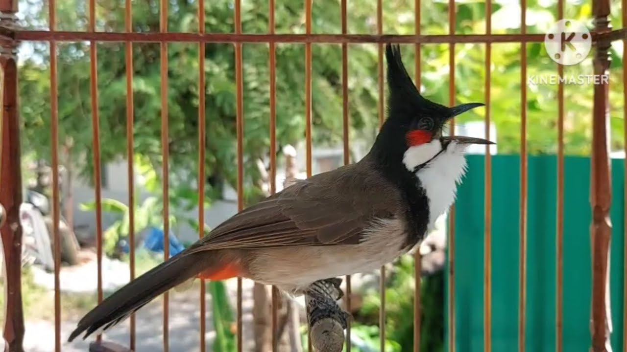 นกกรงหัวจุก จ้าวคำหมาน #birds #animals #chaomao #bulbulbird #jambul #nature 