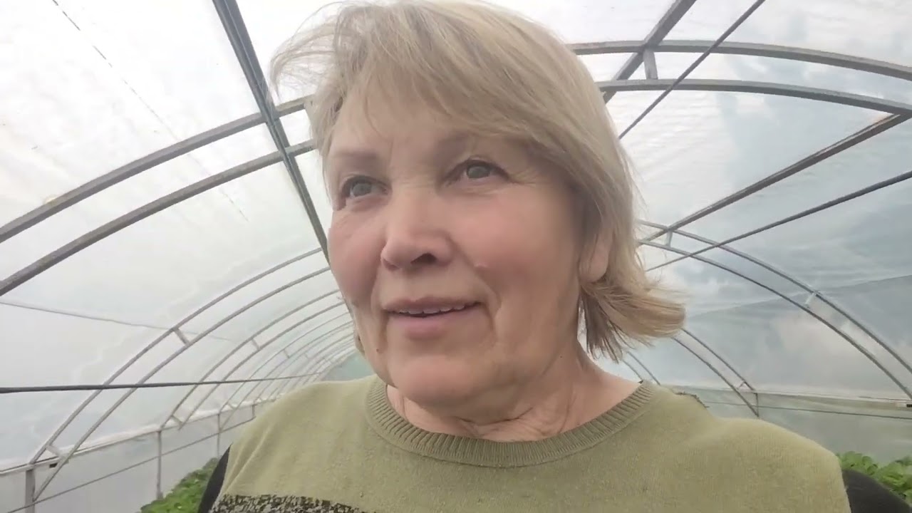 Сорт полуниці Олександра