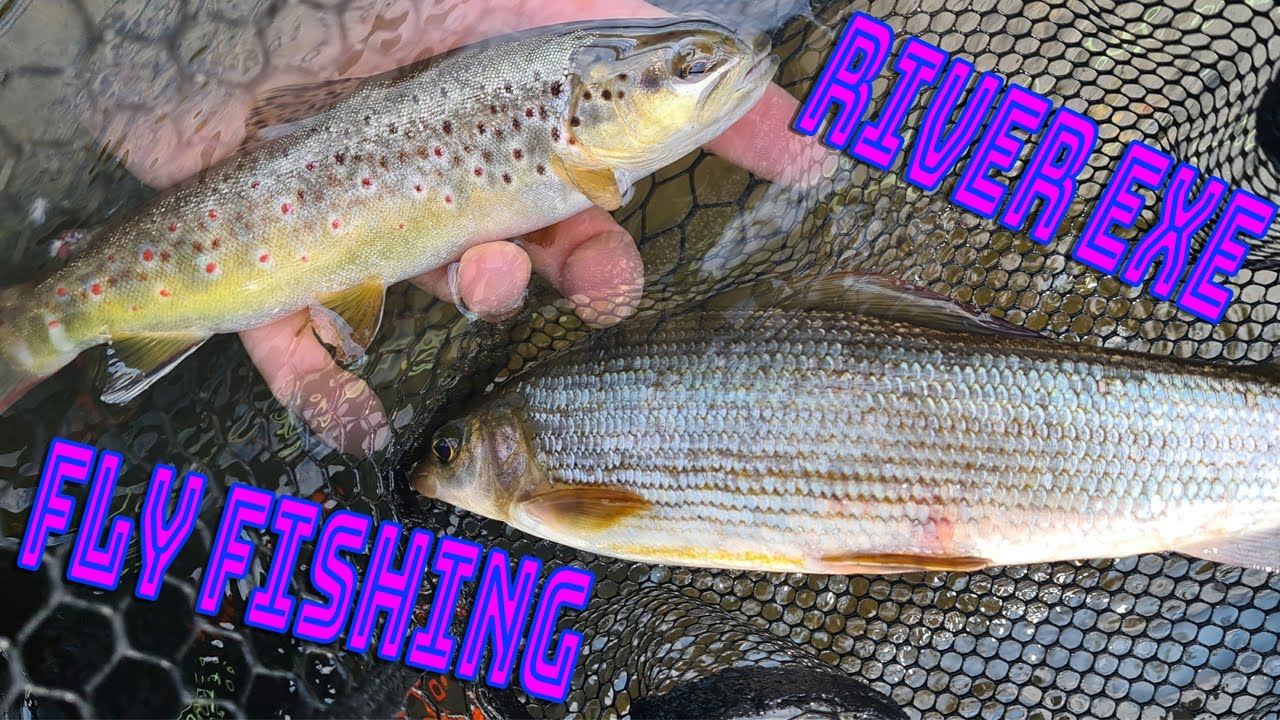 Fly Fishing River Exe July 2023