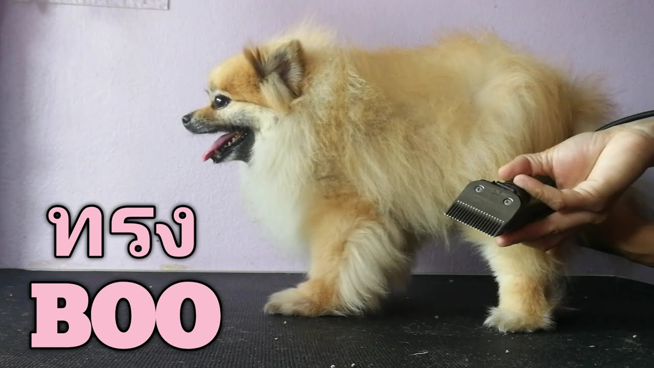 สาธิตการตัดขนปอมทรงBOOอย่างละเอียด
