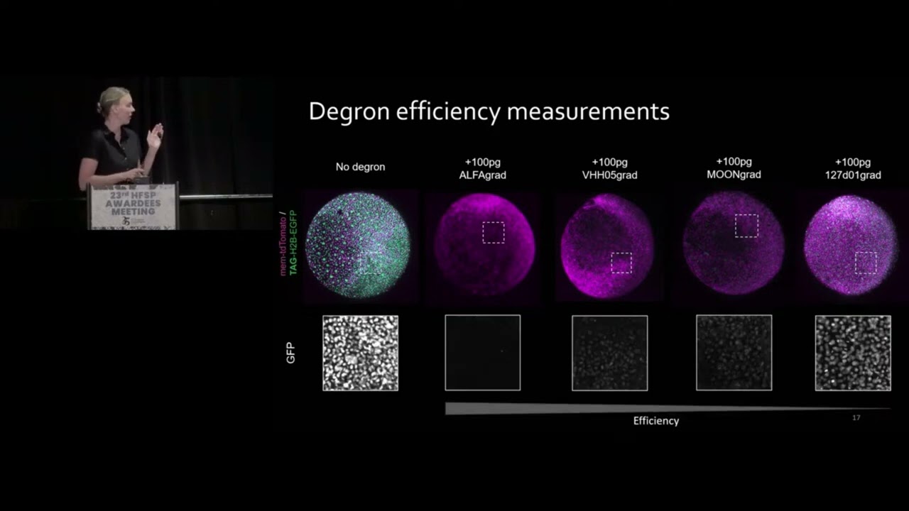 GEARS: A TOOLKIT FOR VISUALIZING AND MANIPULATING ENDOGENOUS PROTEIN FUNCTION