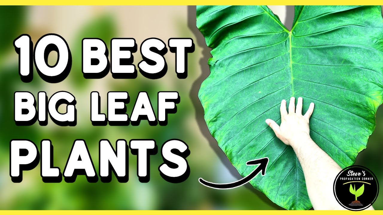 10 BEST Big-Leaf Plants for Home!