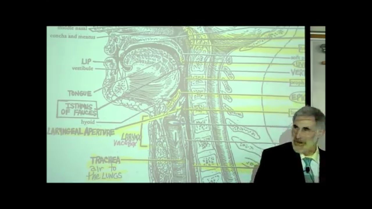 DIGESTIVE SYSTEM; PART 2; PHARYNX HEAD & NECK by Professor Fink
