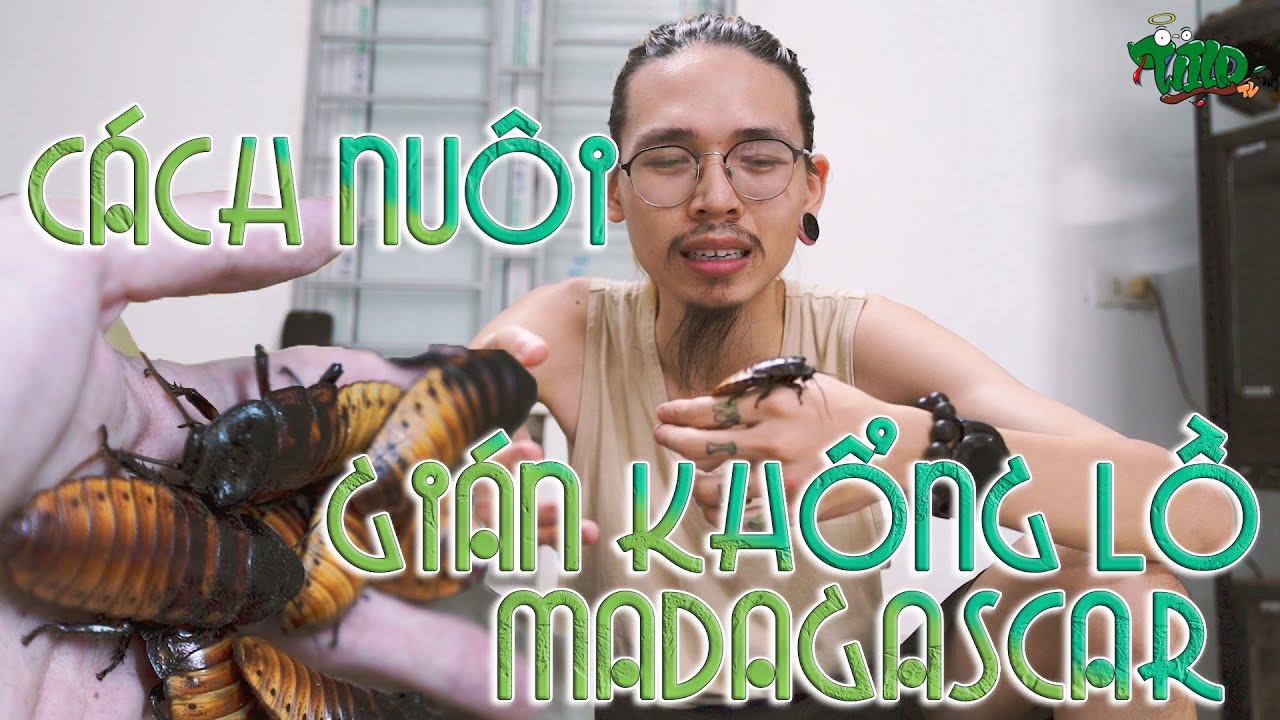 Cách nuôi GIÁN KHỔNG LỒ MADAGASCAR - Madagascar Hissing Cockroach | WILDVN TV