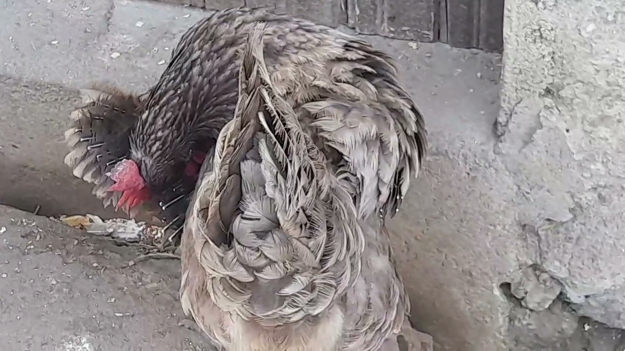 AGITAÇÃO NA HORA DA POSTURA, DAS GALINHAS GRIS CENDER 🐔🐔
