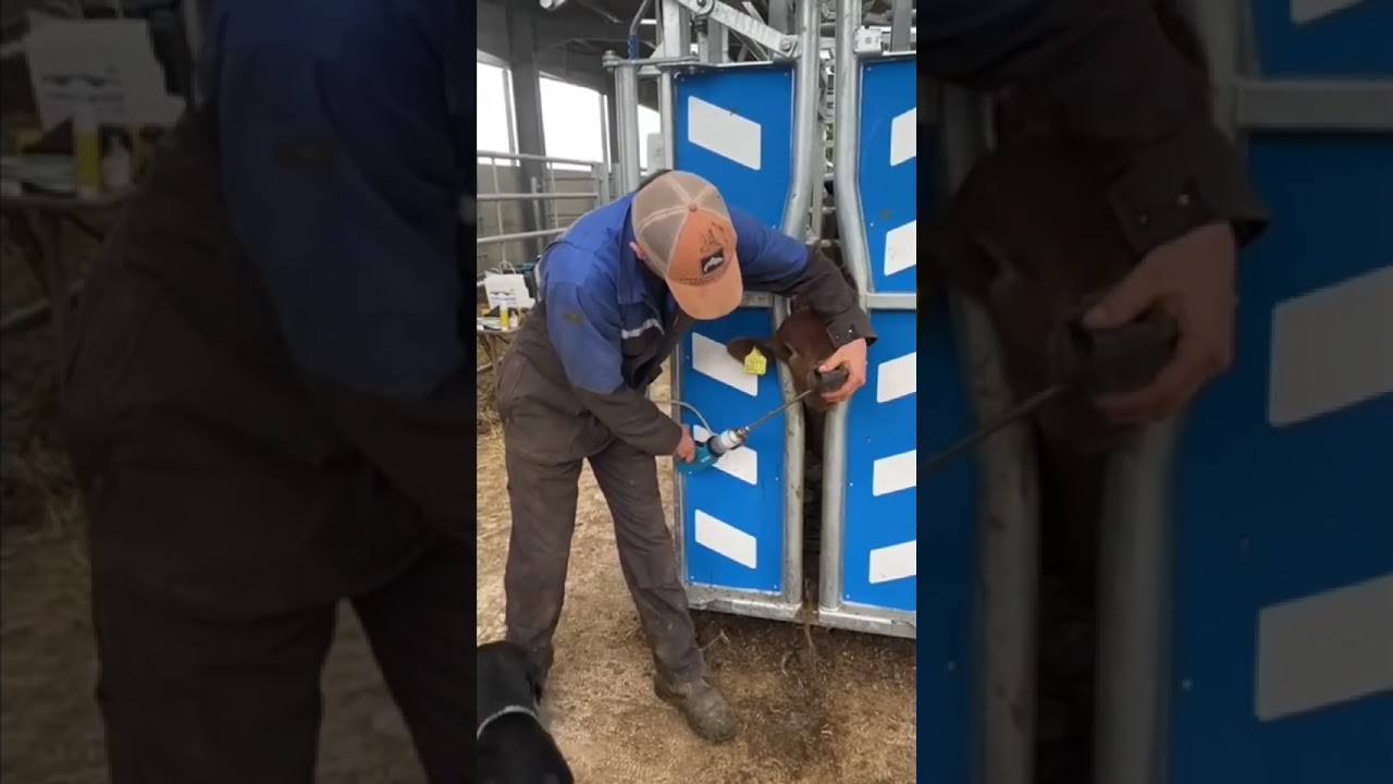 Treating Calves in the Lenta Cattle Crush