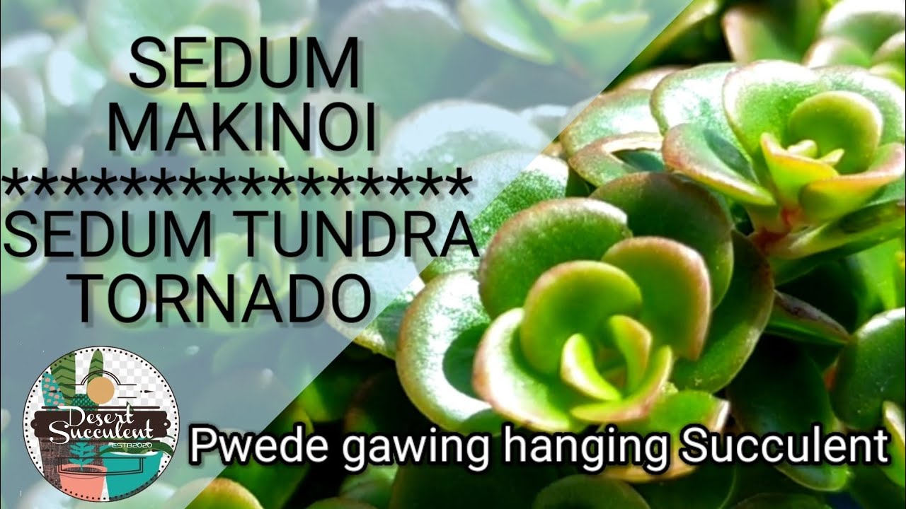 80/100 Sedum Makinoi Tundra Tornado Succulent Care || Paano ba maging malago? Propagation explained