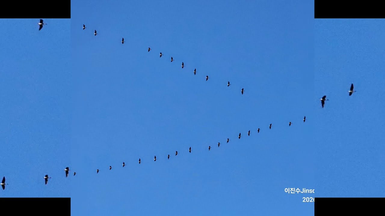 철새는날아가고20260314