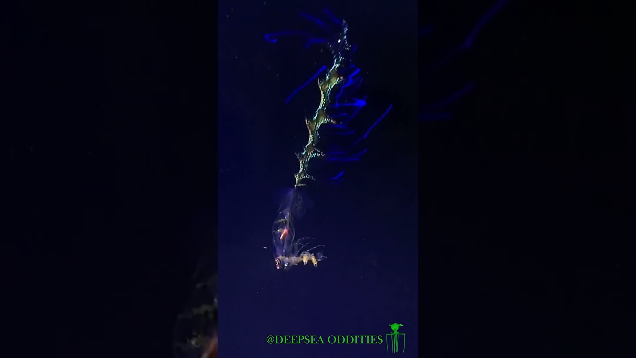 Meanwhile in the Deep Ocean № 2  #underwater #deepocean #cryptids #alien #rov #scary #creepy #odd