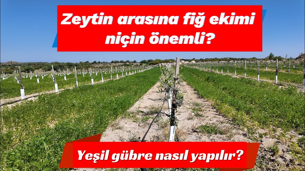 Zeytin arasına fiğ ekimi niçin önemli? Yeşil gübre nasıl yapılır? #zeytin #zeytinyağı #olive