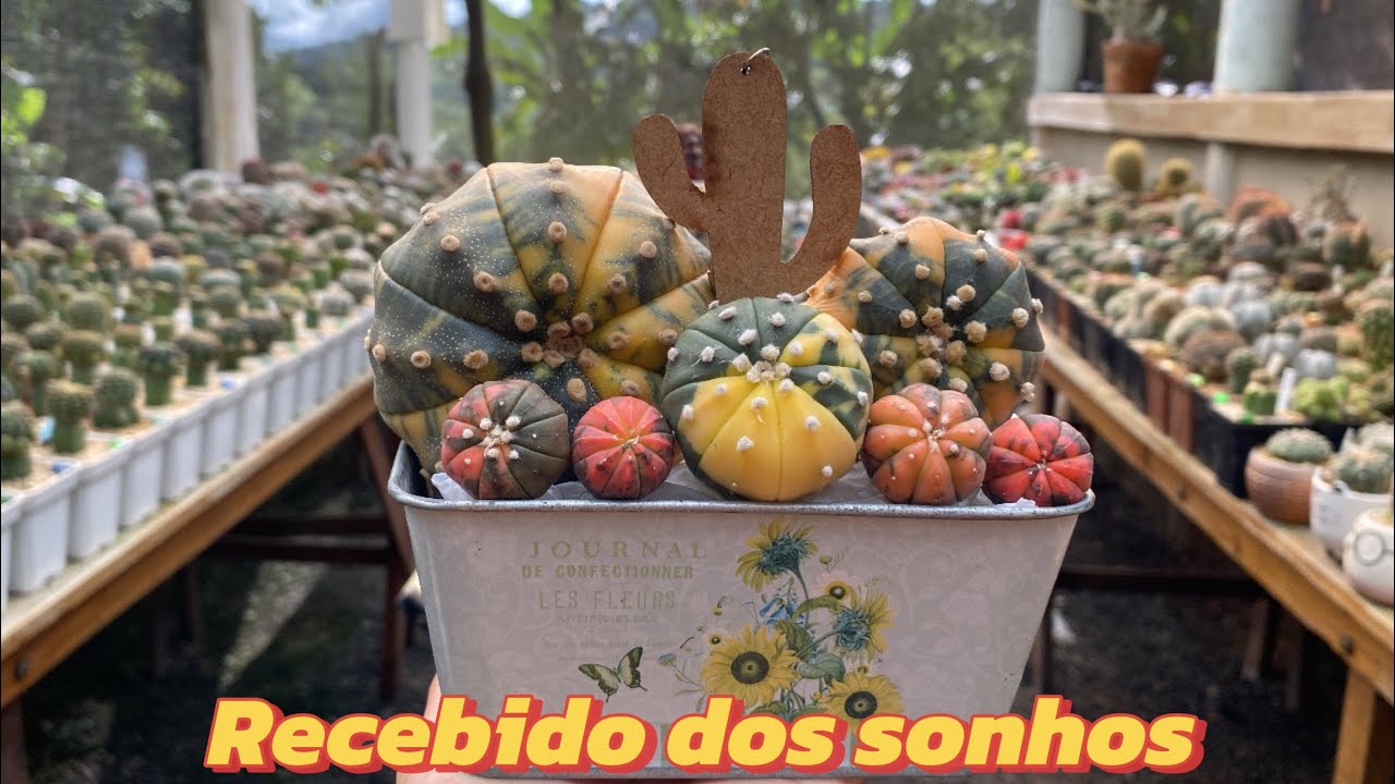 O recebido  mais lindo e mais colorido do ​@cactariomenezes vem ver 🥹🥰