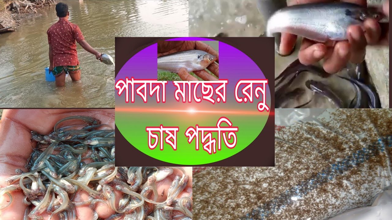 পাবদা মাছের রেনু চাষ পদ্ধতি A 2 z 01645177018