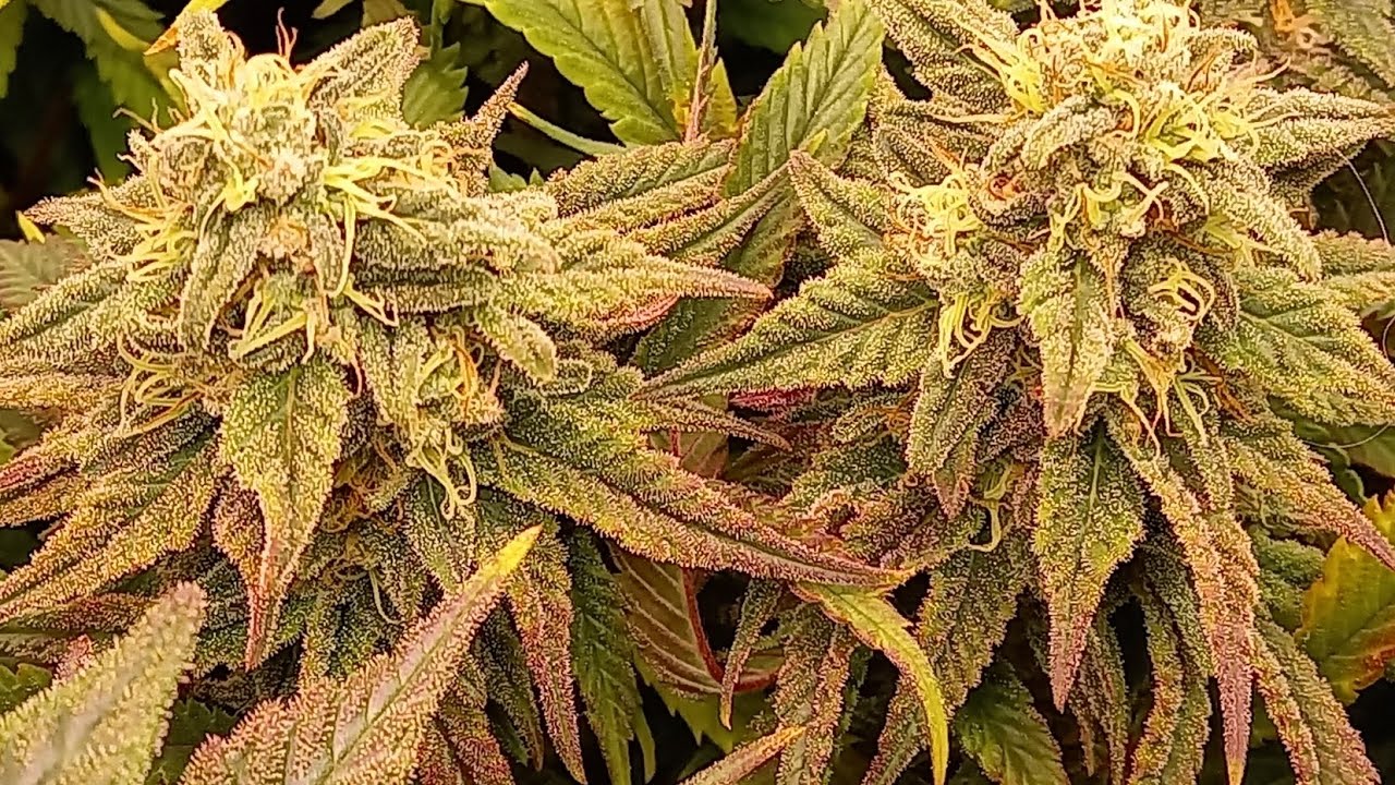 Marihuana Critical Mass.