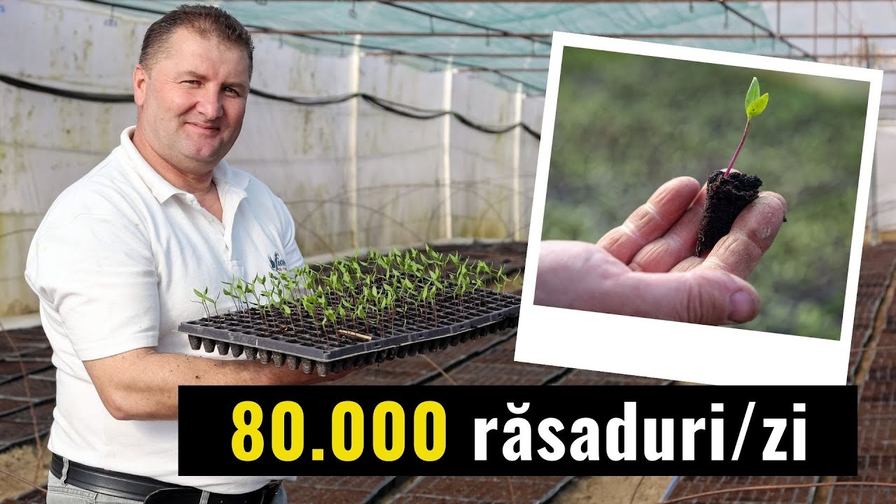 Ionel Ivasiuc poate produce singur 80.000 de răsaduri pe zi
