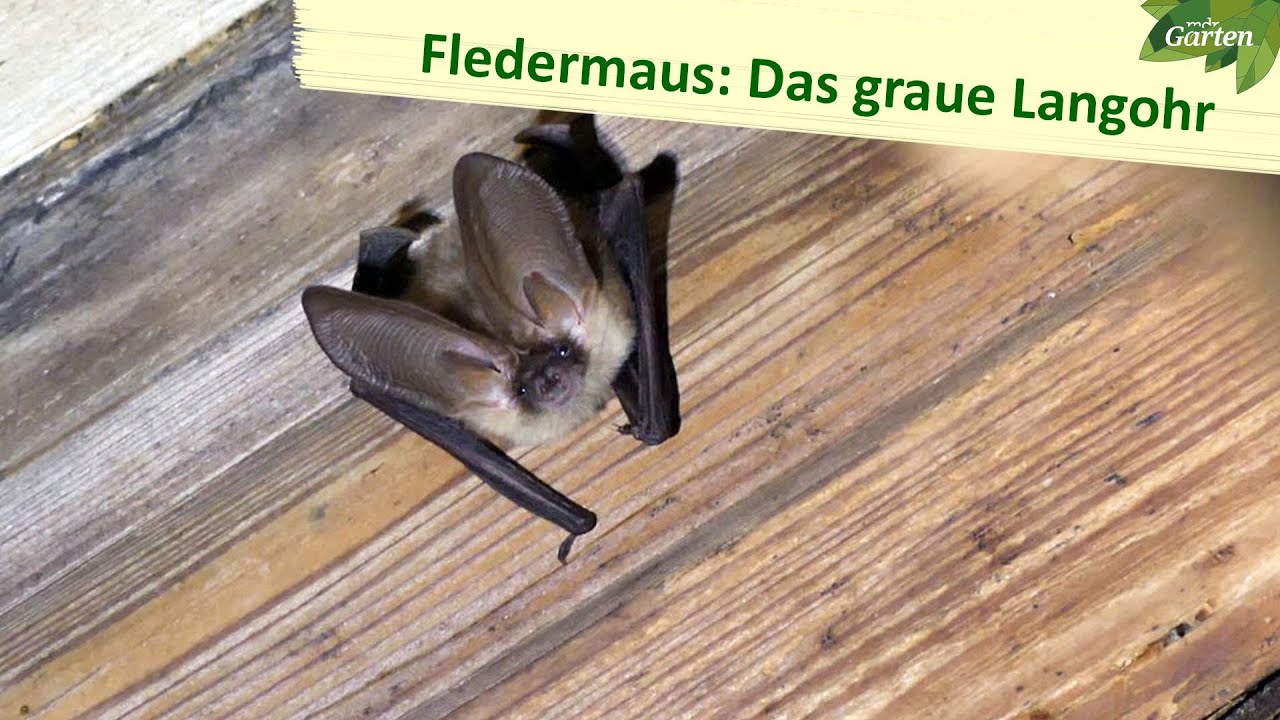 Das graue Langohr | MDR
