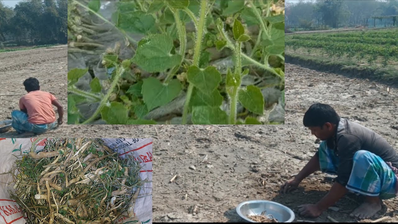  পটলৰ শিপা কেনেকৈ লগাব লাগে। আগতীয়াকৈ পটল খেতি কৰিলে প্ৰতি বিঘাত কমেও 3 লাখ বিকিব।
