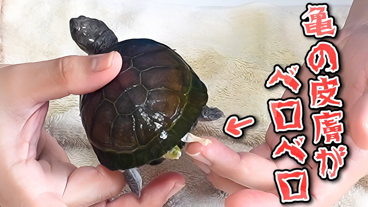 【亀飼育】カメの脱皮がスゴすぎてヤバい､､､！そんな時の気をつける点について【皮膚病？】