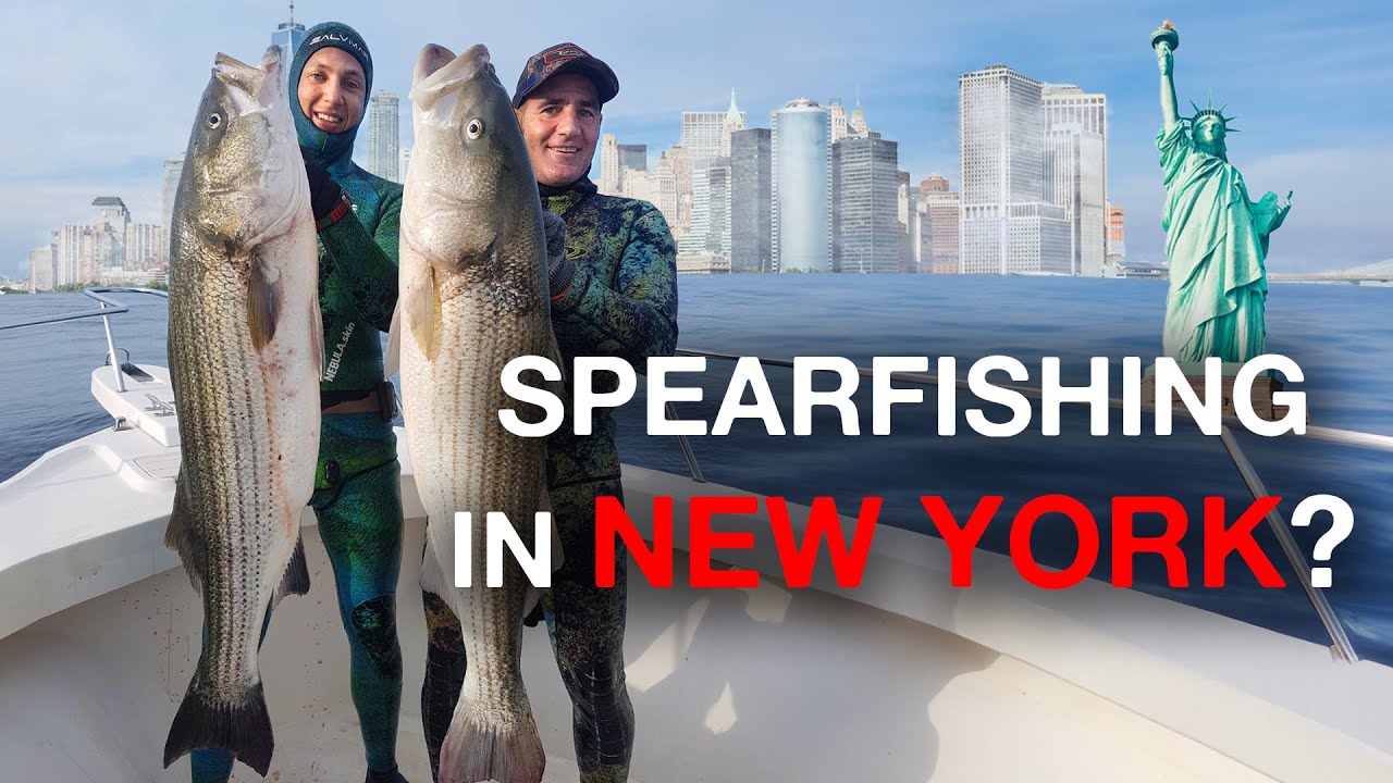 Spearfishing New York? - 50 Pound Beasts