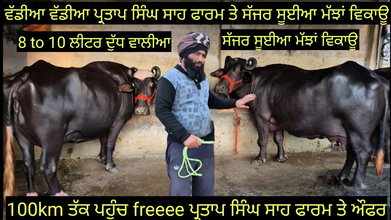 8 ਤੋ 10  ਲੀਟਰ ਦੁੱਧ ਵਾਲੀਆ ਸੱਜਰ ਸੂਈਆ ਮੱਝਾਂ ਵਿਕਾਊ ਜਾਇਜ ਰੇਟ ਵਿਚ!low price buffalo for sale #best #qulity