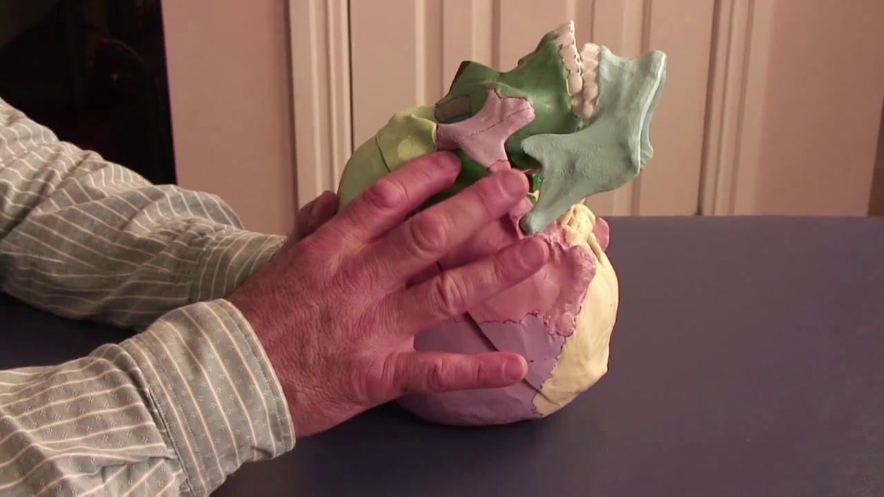 Greater Vault Hold Hand Position - Lyons Institute Biodynamic Craniosacral Therapy
