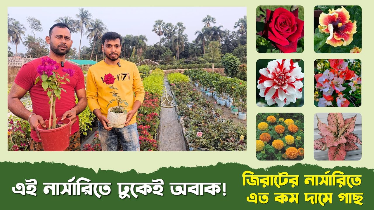 এই নার্সারিতে ঢুকেই অবাক! জিরাটের নার্সারিতে এত কম দামে গাছ | Jirat Nursery Visit & Amazing Deals