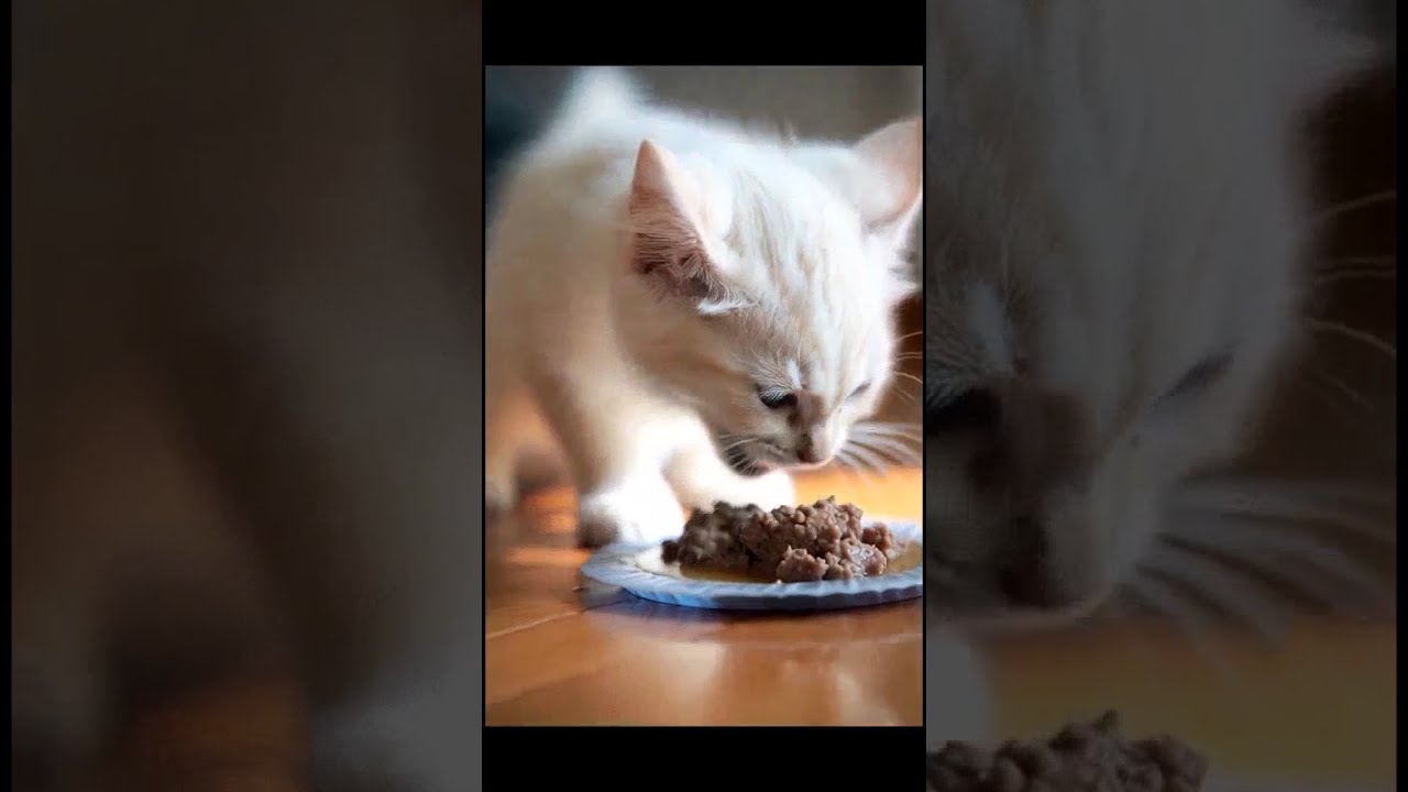 Kucing kucing manis🐱🐱🥰imut banget@RafiAbdulGhaniChannel17 
