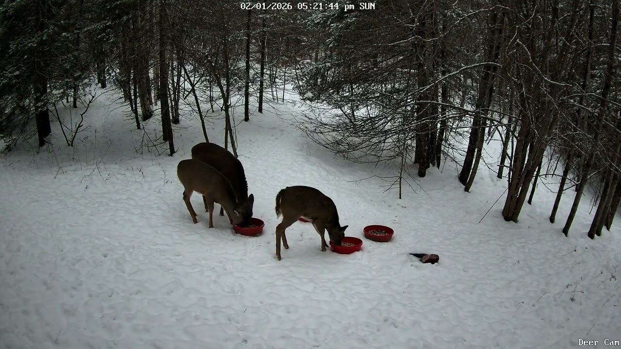 Deer eating 2-1-2026 5:18 PM