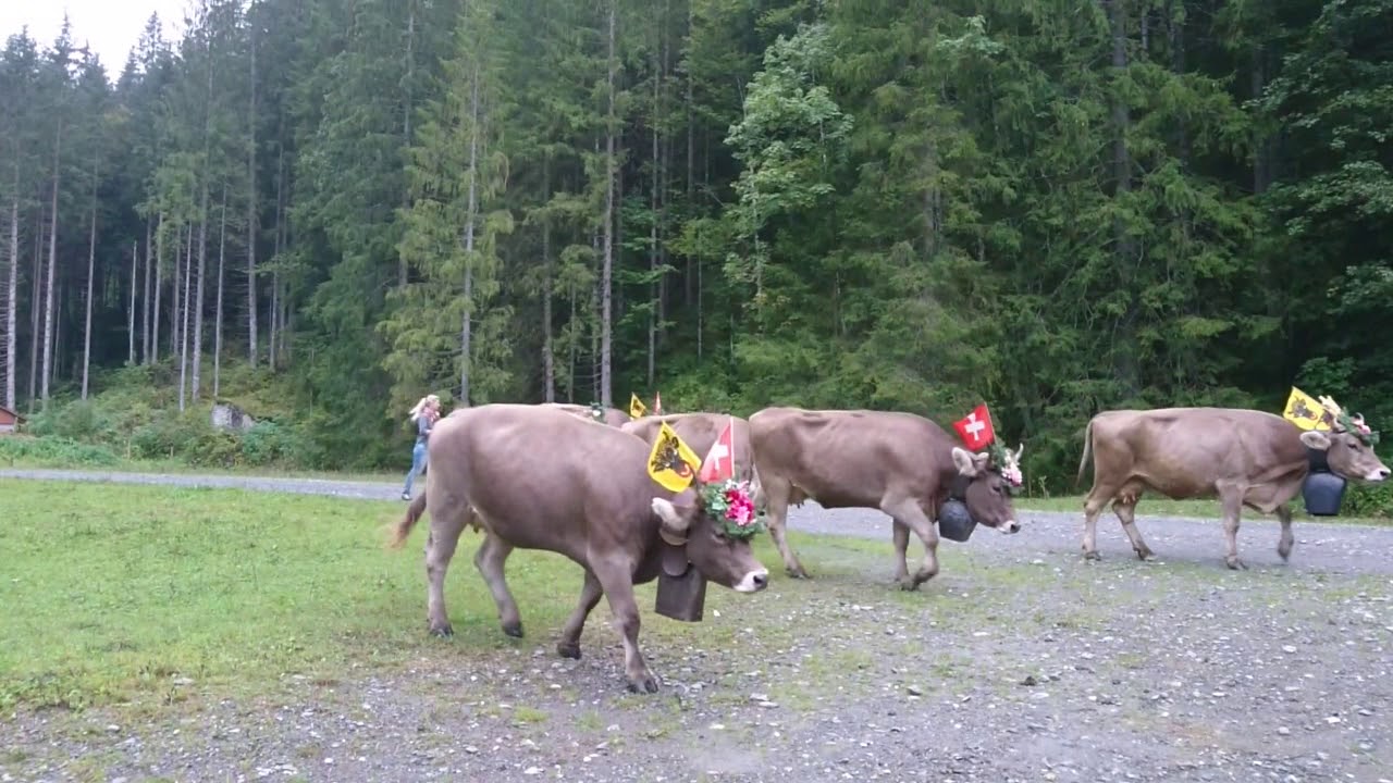 Alpabfahrt Isenthal