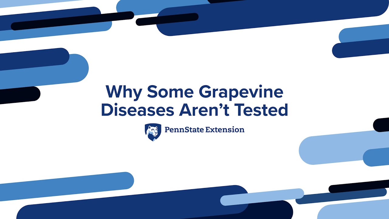 Why Some Grapevine Diseases Aren't Tested?