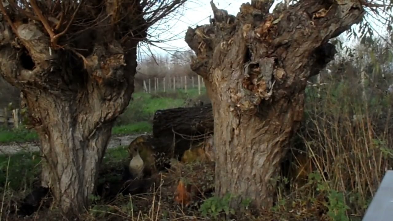 Knotwilgen