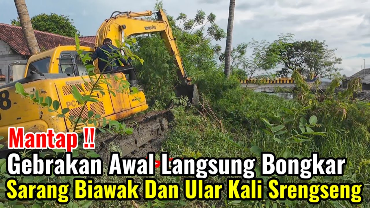 Mantap‼️Gebrakan Awal Langsung Bongkar Sarang Biawak Dan Ular Kali Srengseng