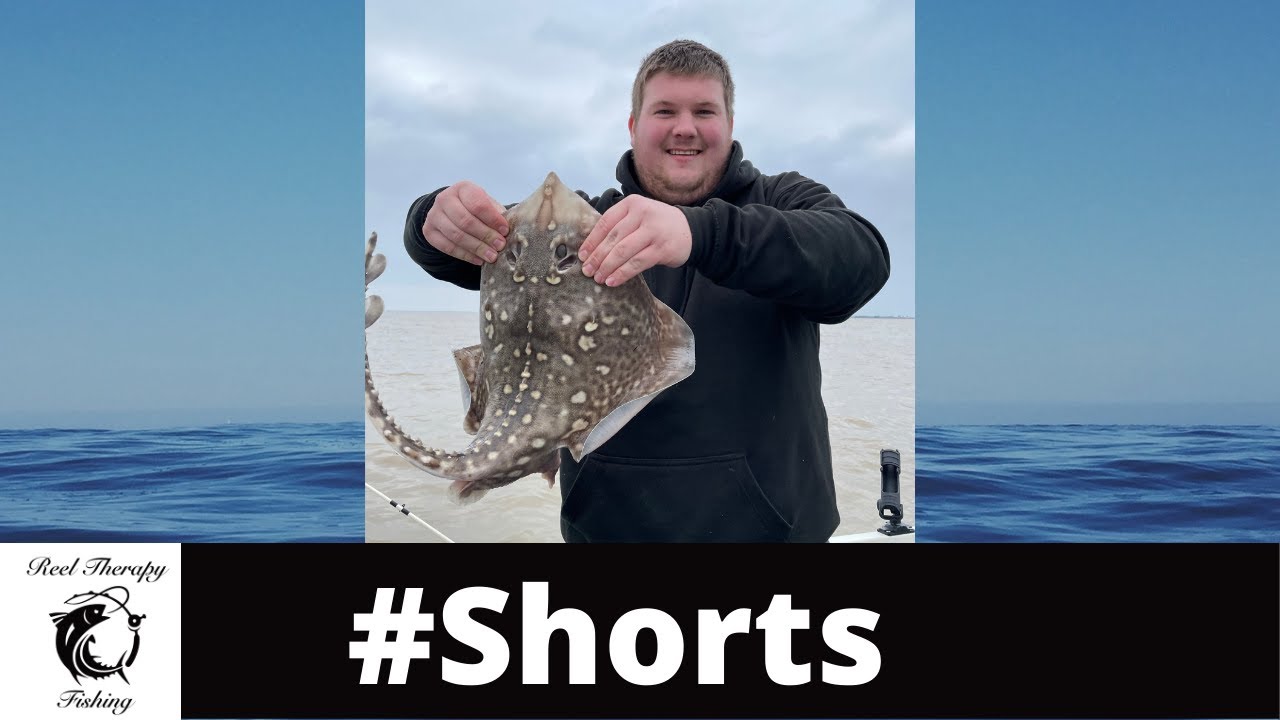 Thornback Ray Fish | Sea Fishing Uk | Suffolk Coast | Boat Angling | #Shorts