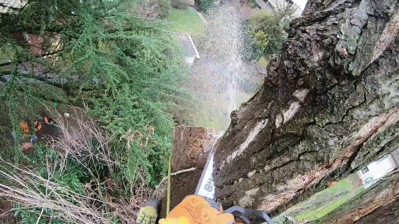 Demontage peuplier très très dangereux 😥😴🥵