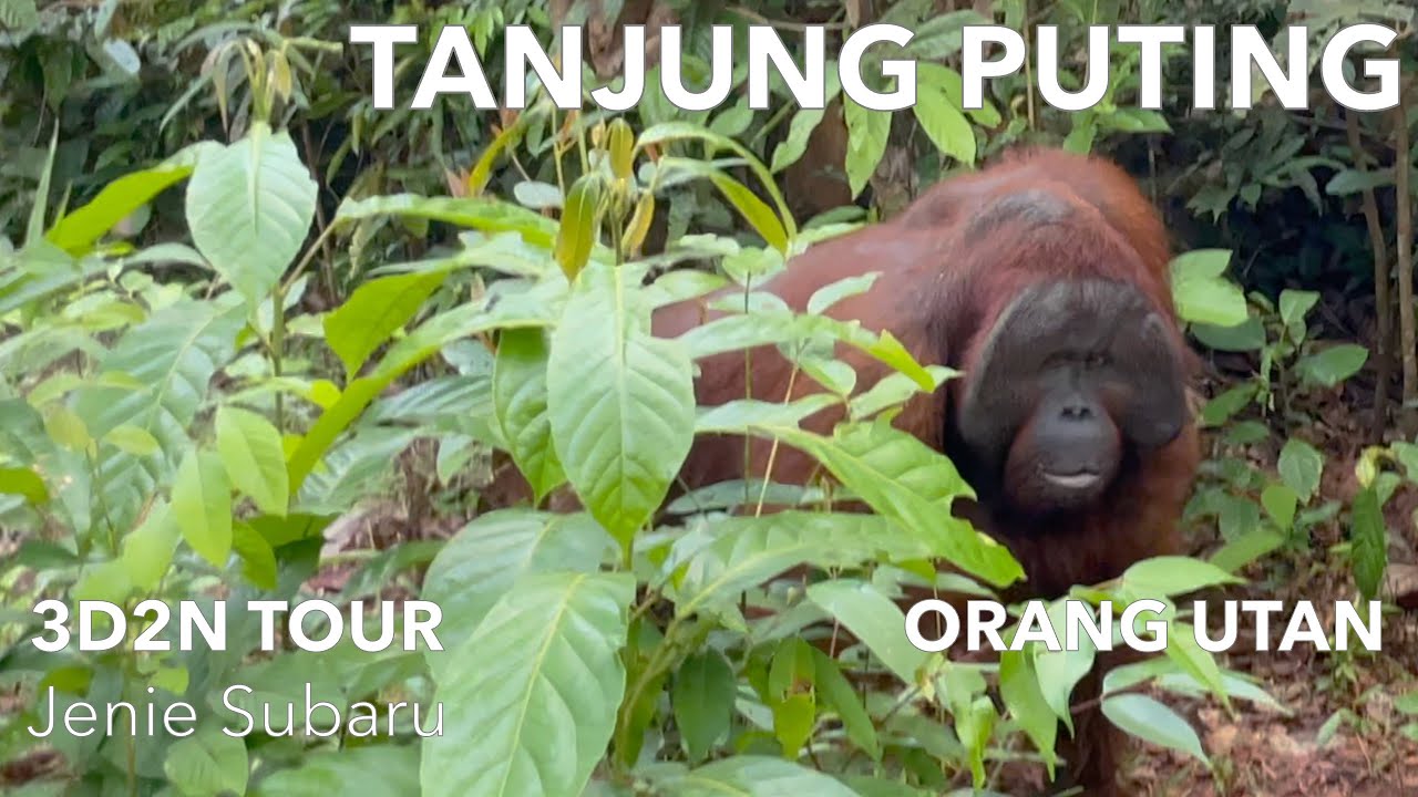 TANJUNG PUTING | 3D2N boat tour with local guide Jenie Subaru | Orang Utan |&nbsp;Indonesia | 2023 | 4k