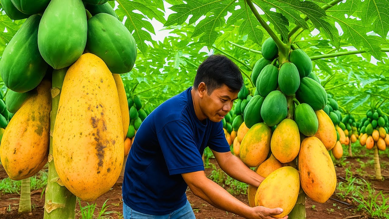 Grow Papaya & Earn Millions Every Year! | How to Get Rich Growing Papayas from Seeds