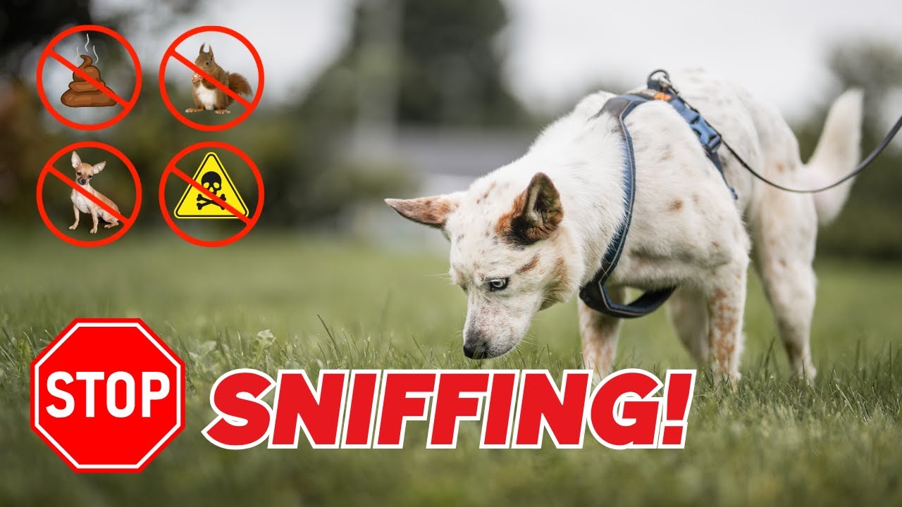 Dog Sniffing Too Much On Walks?